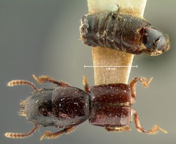 Media type: image; Entomology 6519   Aspect: habitus dorsal view